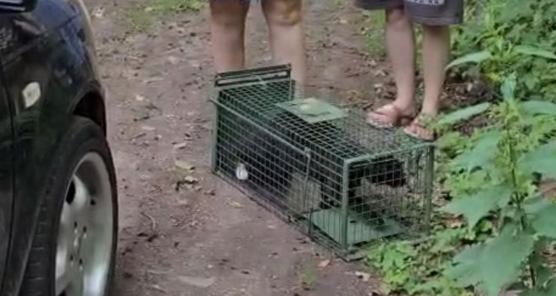 Cheezburger Image 10611546624