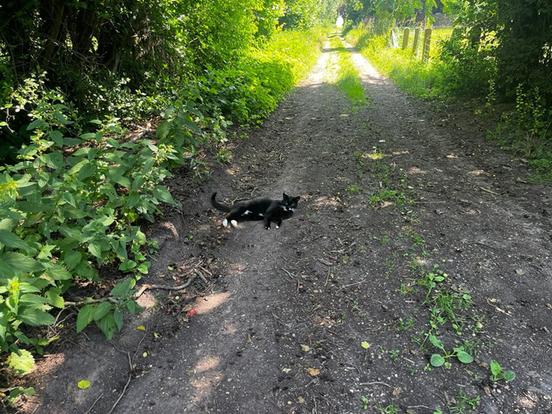 Cheezburger Image 10611547136