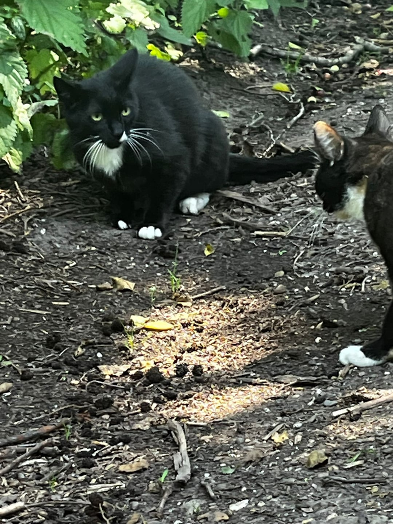 Cheezburger Image 10611547648