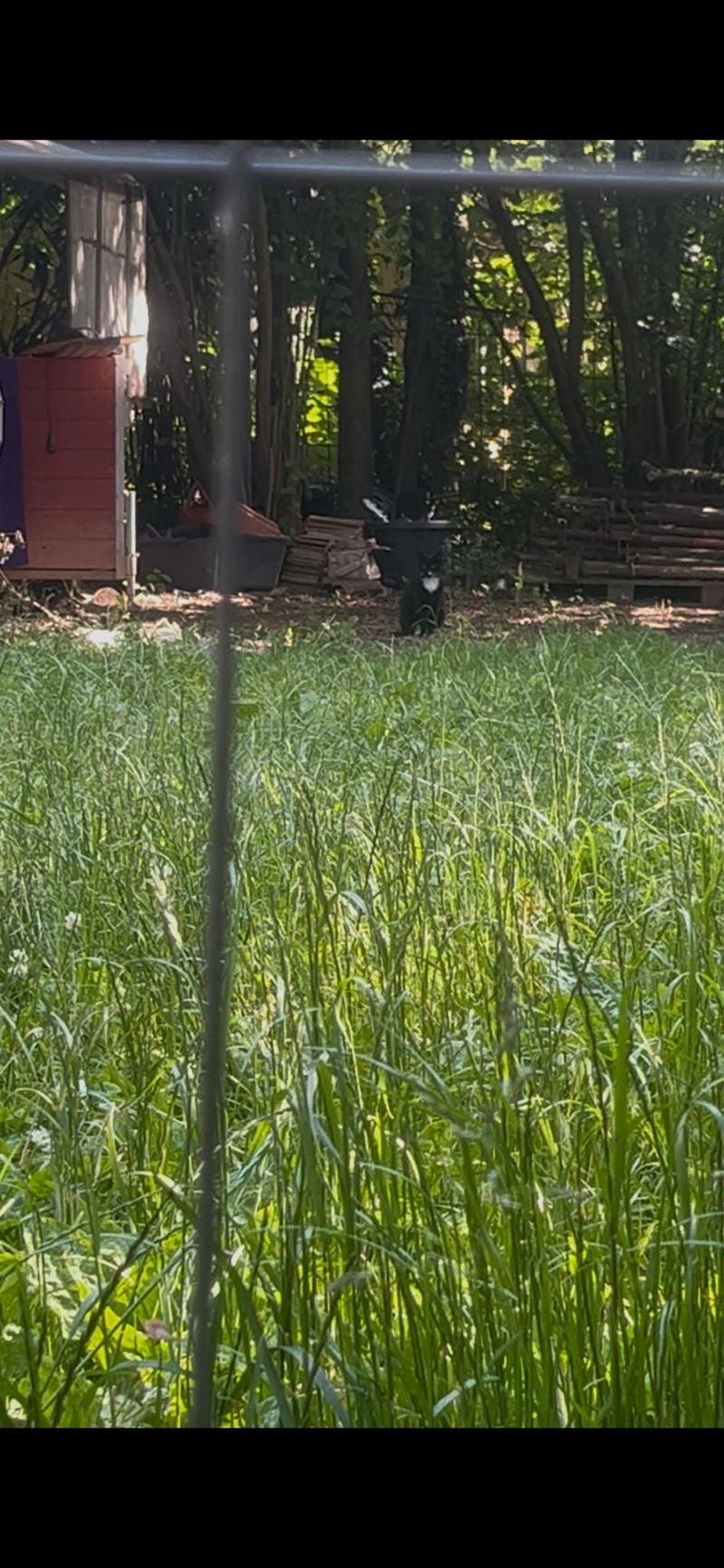 Cheezburger Image 10611547904