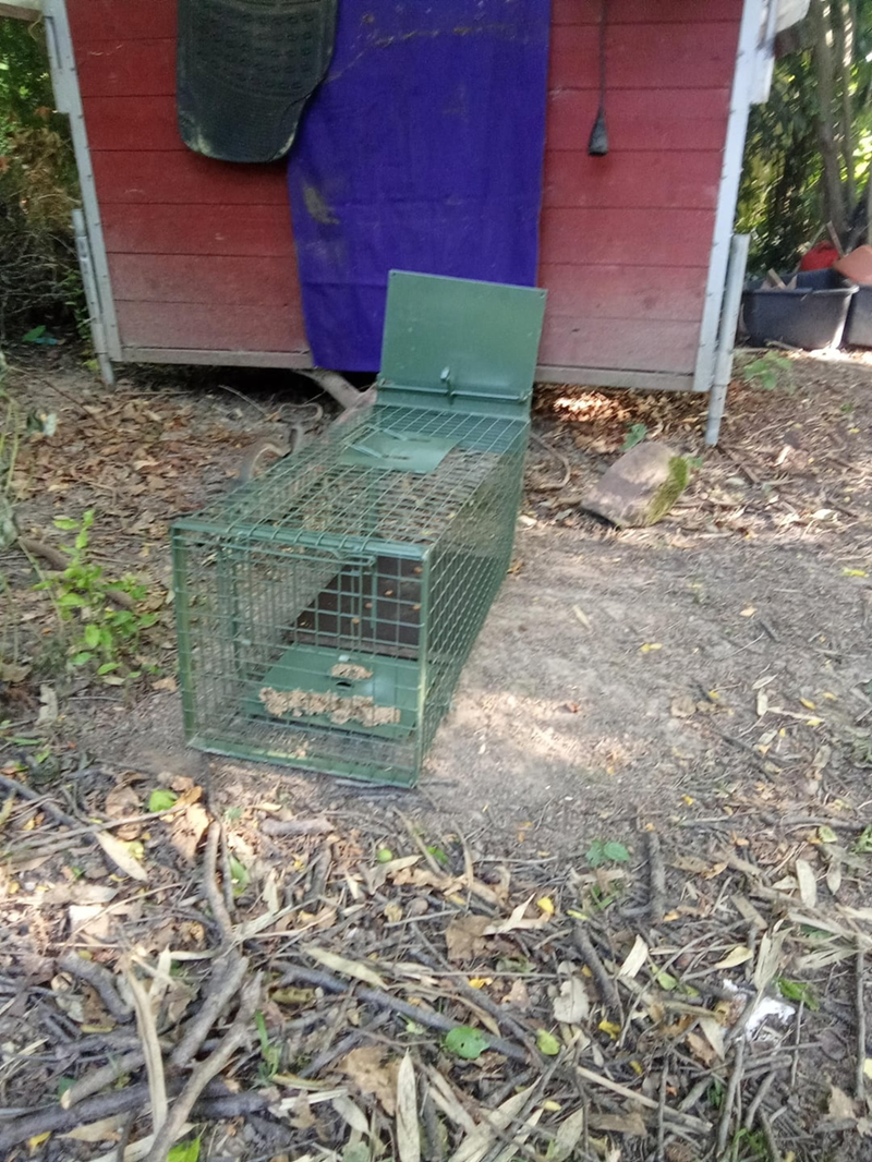 Cheezburger Image 10611548160