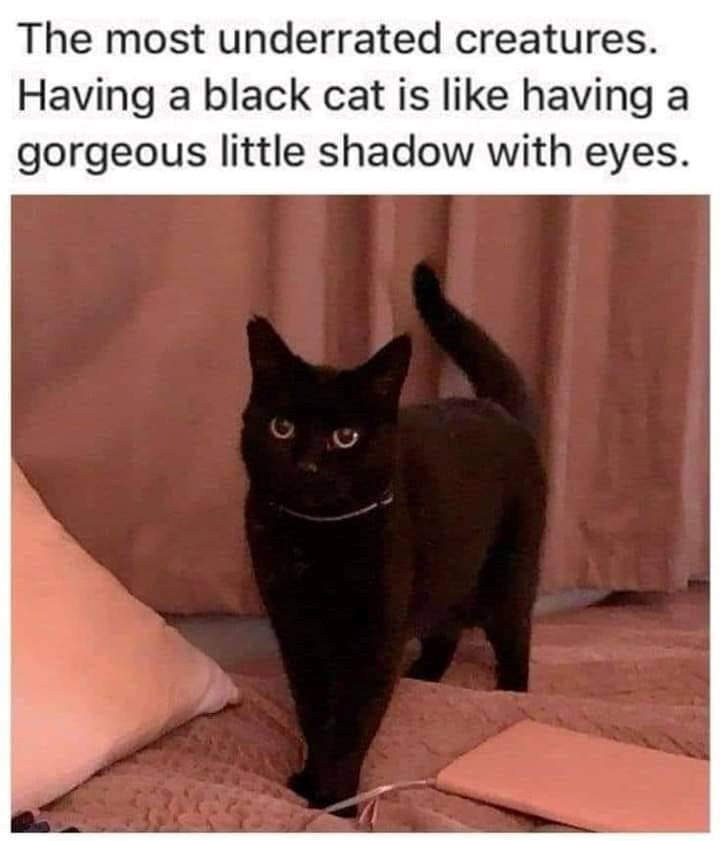G O The most underrated creatures. Having a black cat is like having a gorgeous little shadow with eyes.
