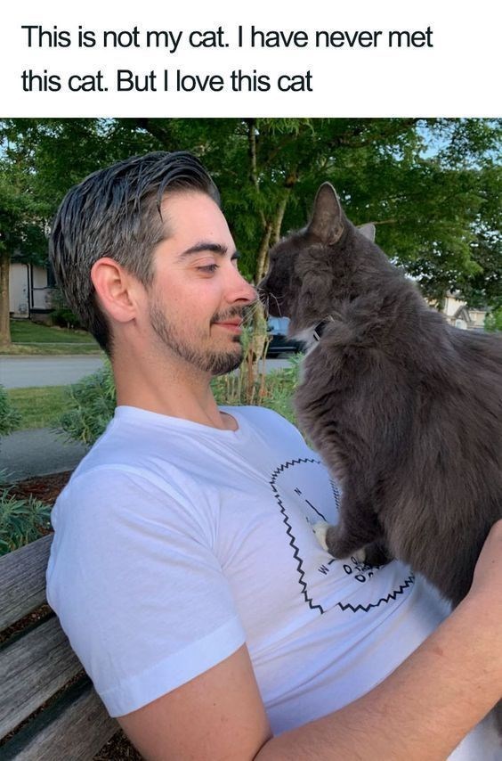 This is not my cat. I have never met this cat. But I love this cat