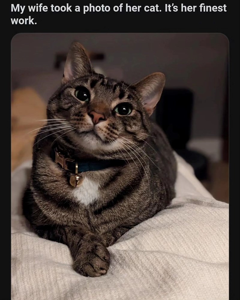 My wife took a photo of her cat. It's her finest work.