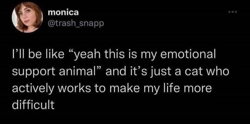 monica @trash_snapp I'll be like "yeah this is my emotional support animal" and it's just a cat who actively works to make my life more difficult