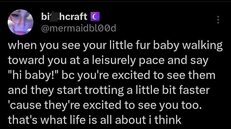 bi hcraft C @mermaidblood when you see your little fur baby walking toward you at a leisurely pace and say "hi baby!" bc you're excited to see them and they start trotting a little bit faster 'cause they're excited to see you too. that's what life is all about i think