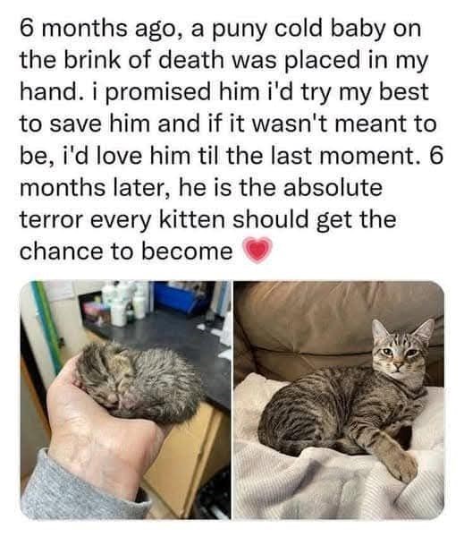 6 months ago, a puny cold baby on the brink of death was placed in my hand. i promised him i'd try my best to save him and if it wasn't meant to be, i'd love him til the last moment. 6 months later, he is the absolute terror every kitten should get the chance to become