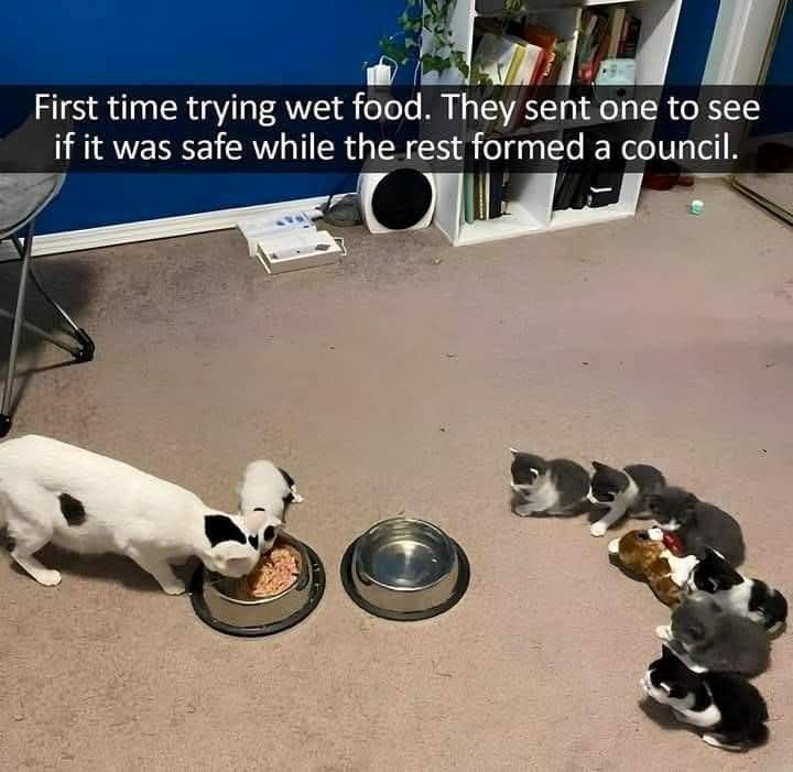 First time trying wet food. They sent one to see if it was safe while the rest formed a council.