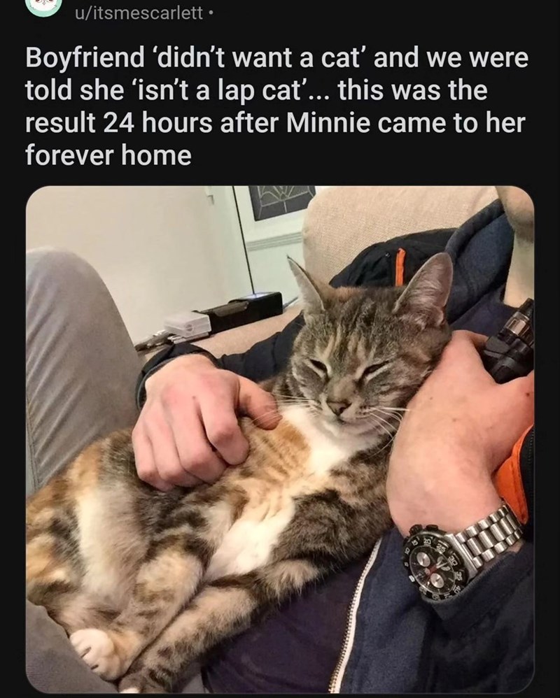 u/itsmescarlett⚫ Boyfriend 'didn't want a cat' and we were told she 'isn't a lap cat'... this was the result 24 hours after Minnie came to her forever home