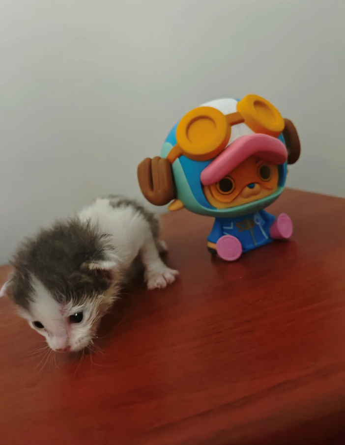 Cheezburger Image 10611609088