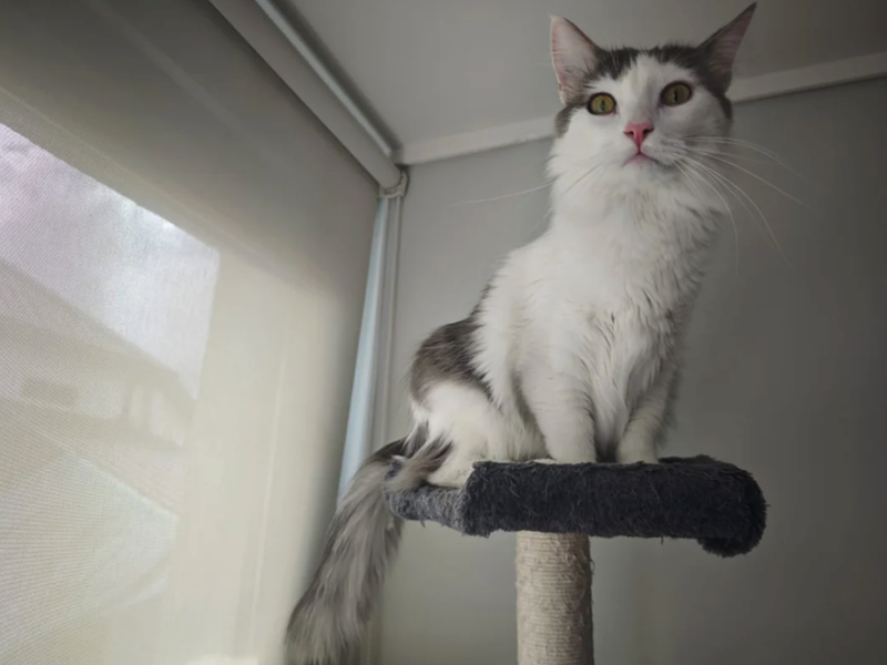 Cheezburger Image 10611609344