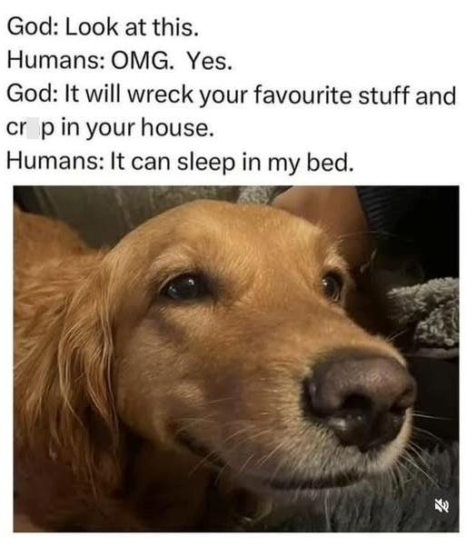 God: Look at this. Humans: OMG. Yes. God: It will wreck your favourite stuff and cr p in your house. Humans: It can sleep in my bed. R