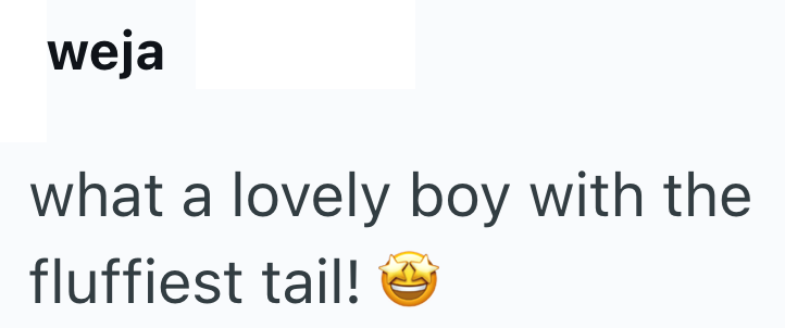 weja what a lovely boy with the fluffiest tail!