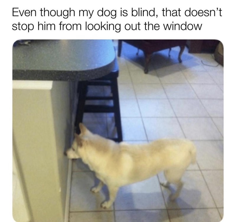 Even though my dog is blind, that doesn't stop him from looking out the window