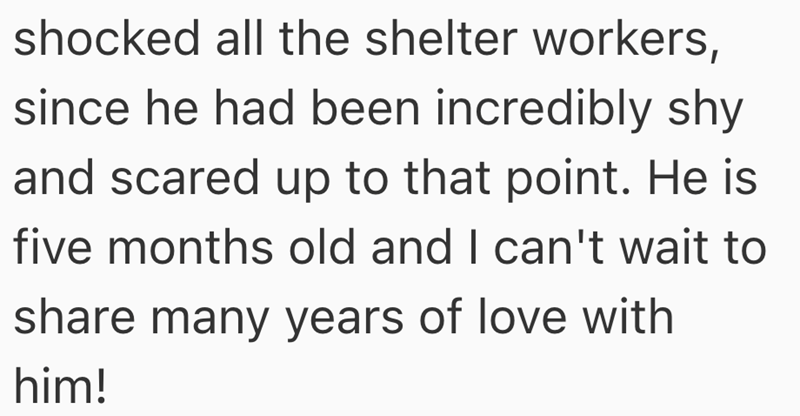 shocked all the shelter workers, since he had been incredibly shy and scared up to that point. He is five months old and I can't wait to share many years of love with him!