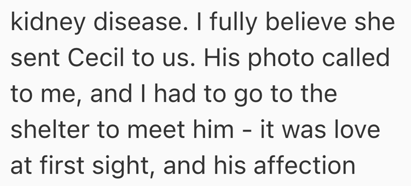 kidney disease. I fully believe she sent Cecil to us. His photo called to me, and I had to go to the shelter to meet him - it was love at first sight, and his affection