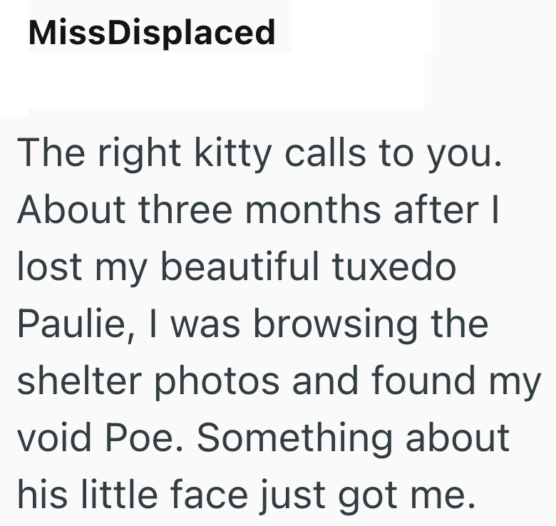 MissDisplaced The right kitty calls to you. About three months after I lost my beautiful tuxedo Paulie, I was browsing the shelter photos and found my void Poe. Something about his little face just got me.