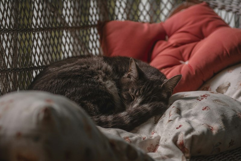 A gray tabby cat sleeps, curled up in a ball on a couch.