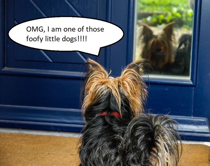 OMG, I am one of those foofy little dogs!!!!