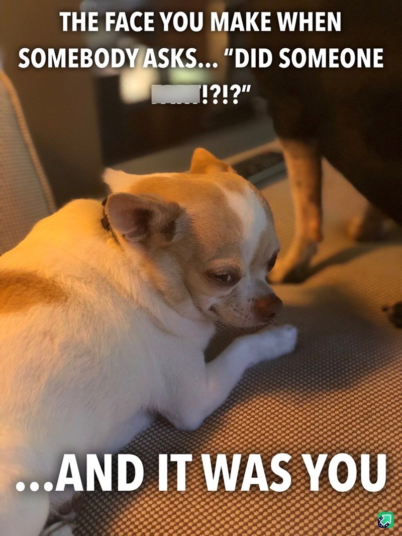 THE FACE YOU MAKE WHEN SOMEBODY ASKS... "DID SOMEONE !?!?" ...AND IT WAS YOU
