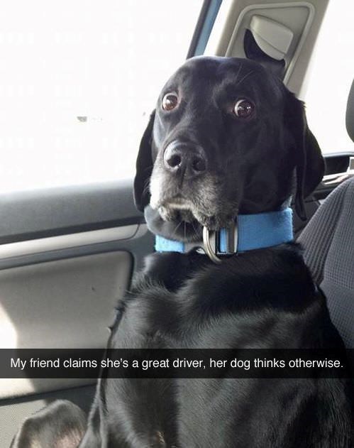 My friend claims she's a great driver, her dog thinks otherwise.