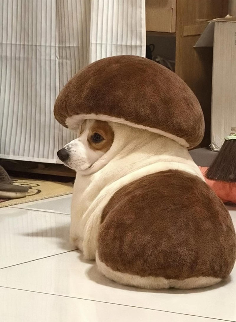 Cheezburger Image 10611639808