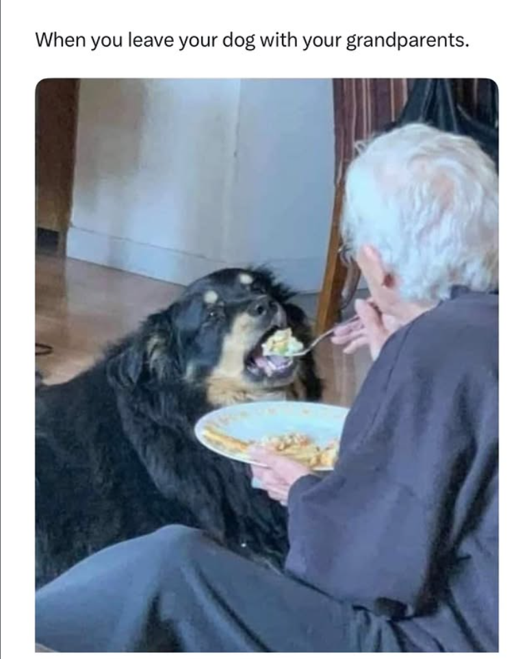 When you leave your dog with your grandparents.