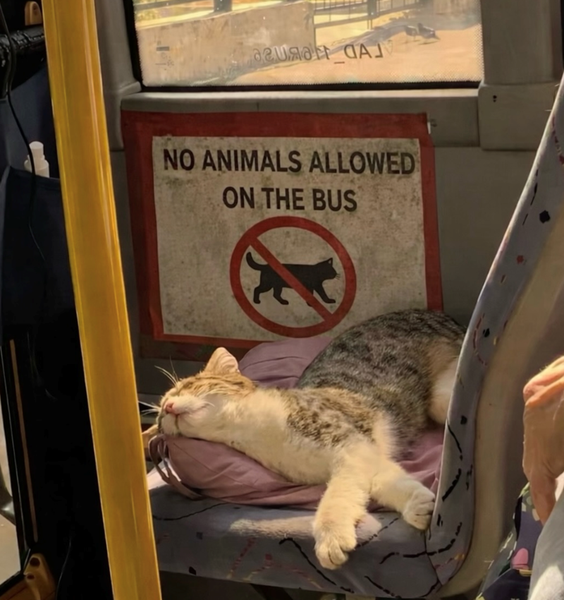 гияан А NO ANIMALS ALLOWED ON THE BUS