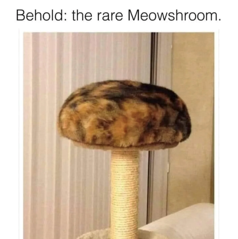 Behold: the rare Meowshroom.