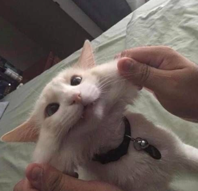 Cheezburger Image 10611655168