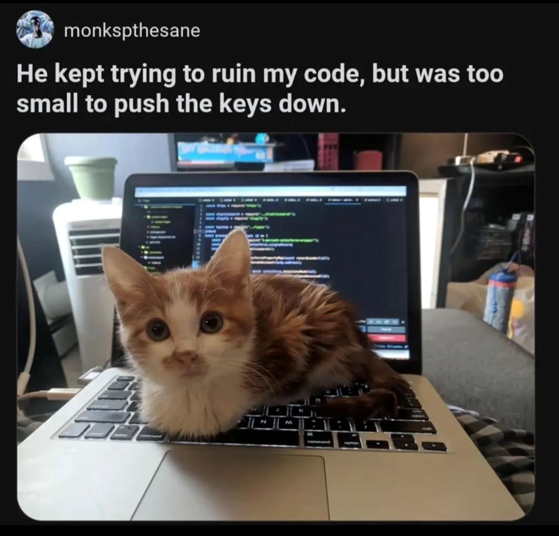 monkspthesane He kept trying to ruin my code, but was too small to push the keys down. M