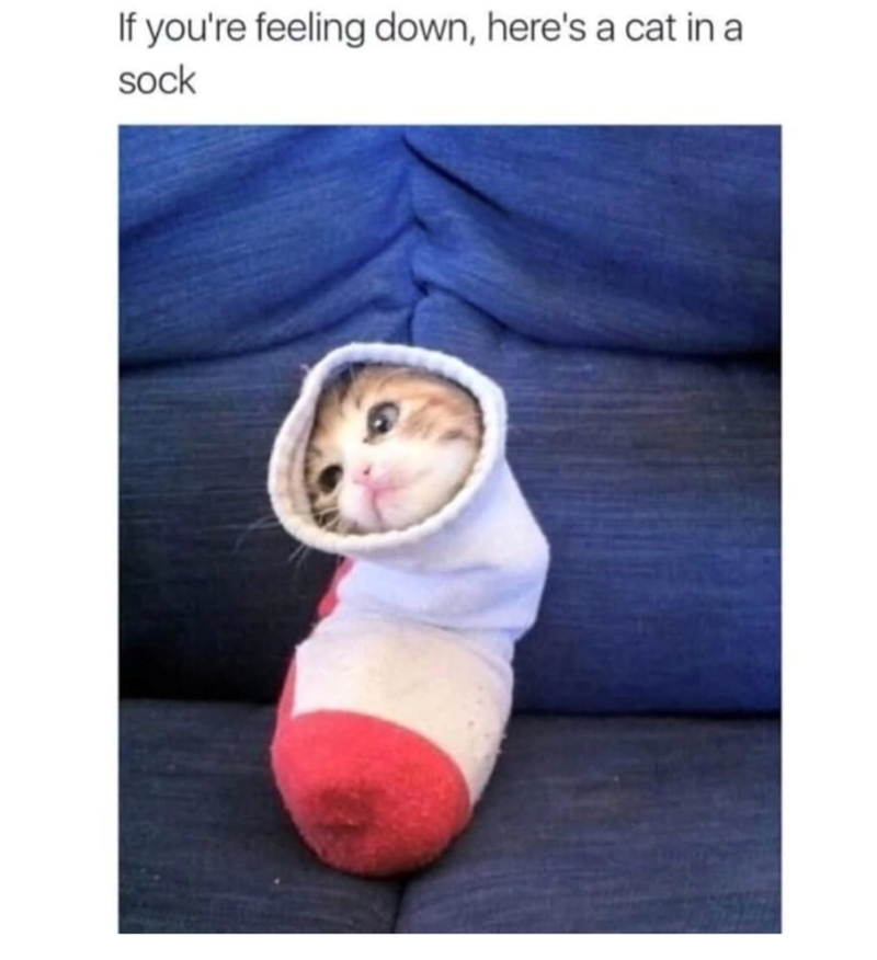 If you're feeling down, here's a cat in a sock