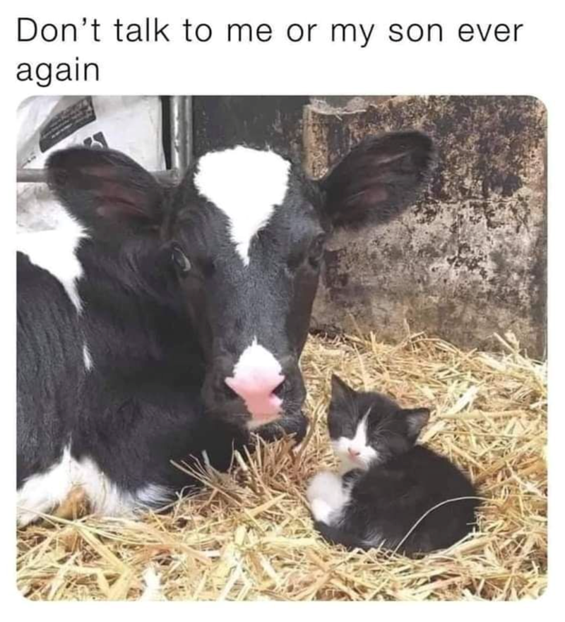 Don't talk to me or my son ever again