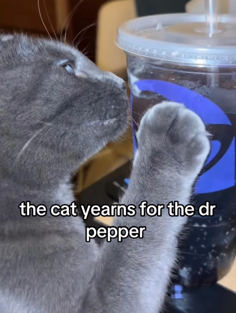 the cat yearns for the dr pepper