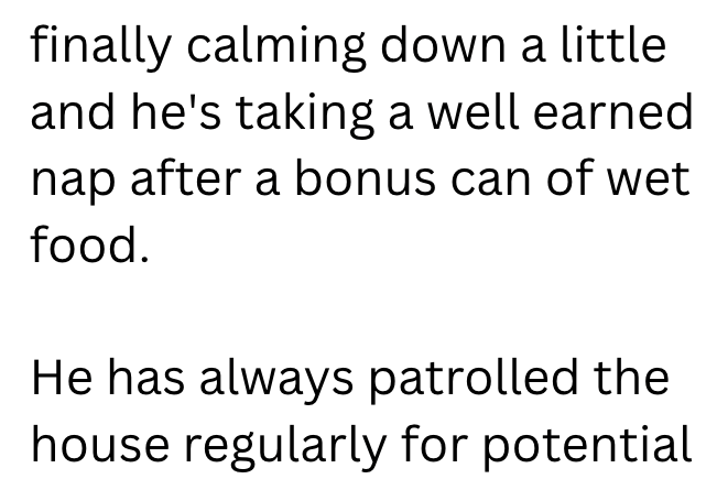 finally calming down a little and he's taking a well earned nap after a bonus can of wet food. He has always patrolled the house regularly for potential