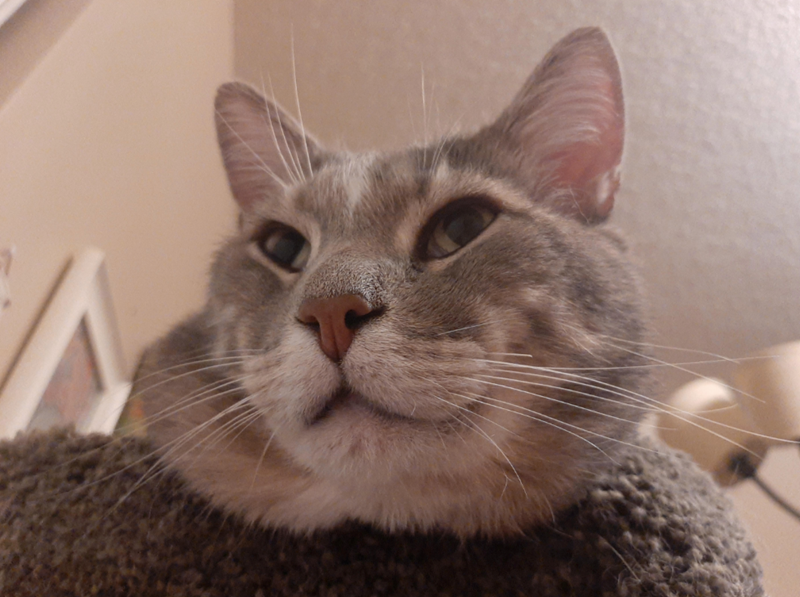 Cheezburger Image 10611675392