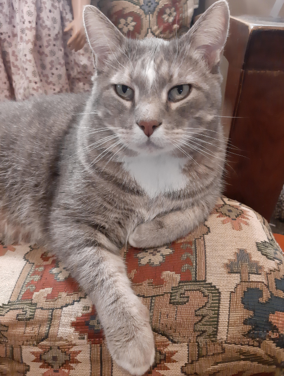 Cheezburger Image 10611675648