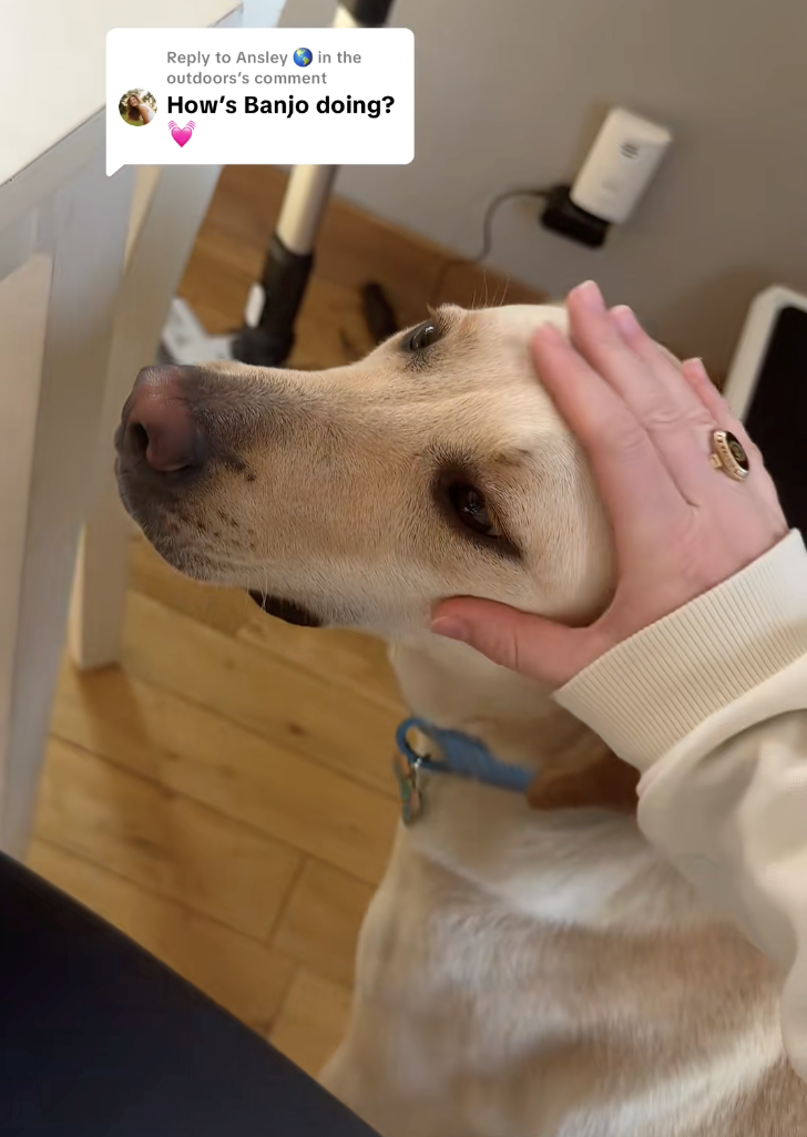 Woman drives 8 hours to pick up the dog her ex secretly returned to the shelter, sparks heartwarming emotional reunion: 'Because that's my little baby boy!'