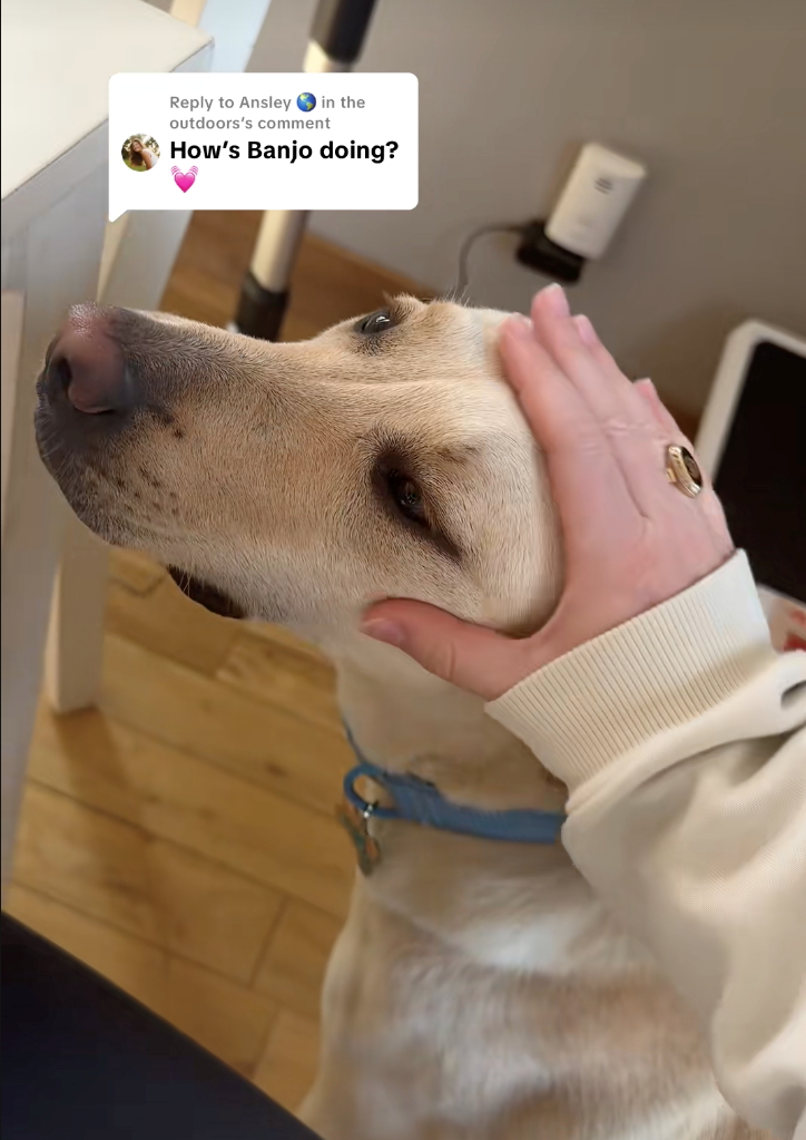 Woman drives 8 hours to pick up the dog her ex secretly returned to the shelter, sparks heartwarming emotional reunion: 'Because that's my little baby boy!'