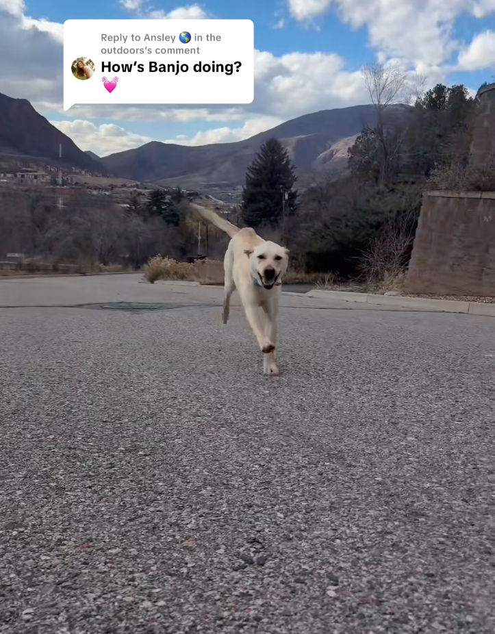 Woman drives 8 hours to pick up the dog her ex secretly returned to the shelter, sparks heartwarming emotional reunion: 'Because that's my little baby boy!'