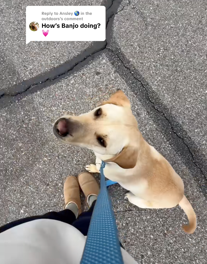 Woman drives 8 hours to pick up the dog her ex secretly returned to the shelter, sparks heartwarming emotional reunion: 'Because that's my little baby boy!'