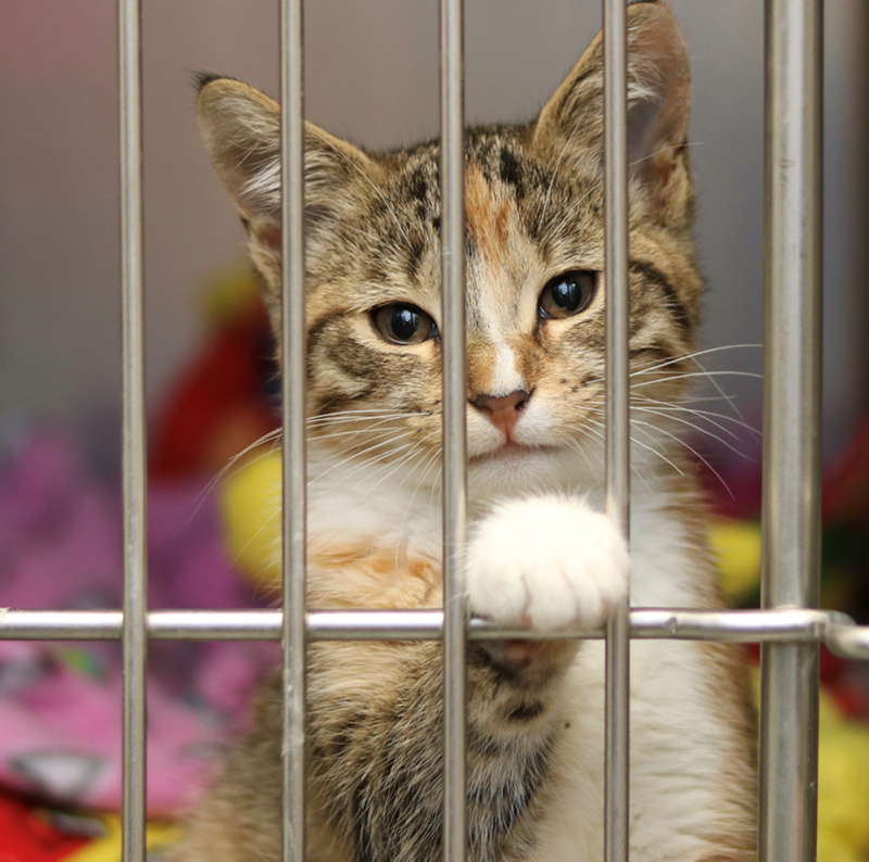Kitten sits in an animal shelter with its paw on the bars of its cage.