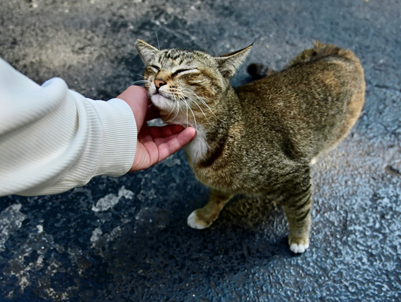 Affectionate cat stands in the street, enjoying being being pet on its face.