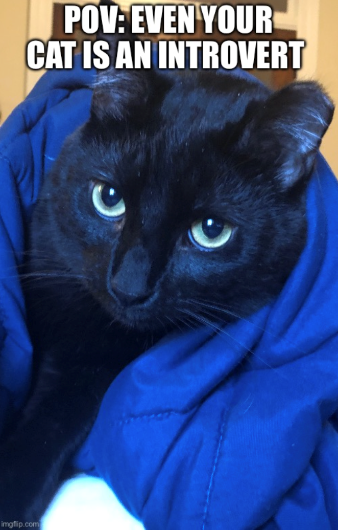 POV: EVEN YOUR CAT IS AN INTROVERT imgflip.com