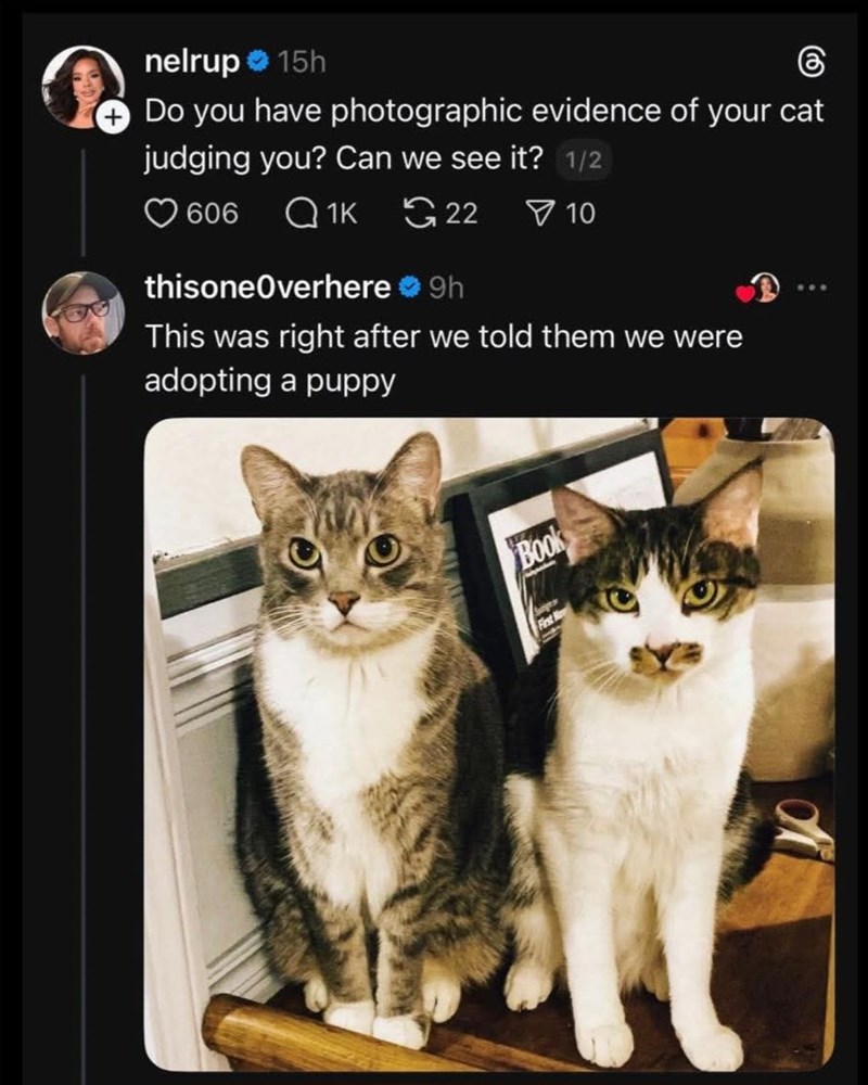 nelrup 15h Do you have photographic evidence of your cat judging you? Can we see it? 1/2 606 Q1K thisone Overhere 22 9h 10 This was right after we told them we were adopting a puppy Book Sag First N