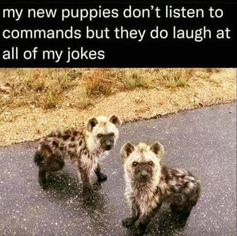 my new puppies don't listen to commands but they do laugh at all of my jokes