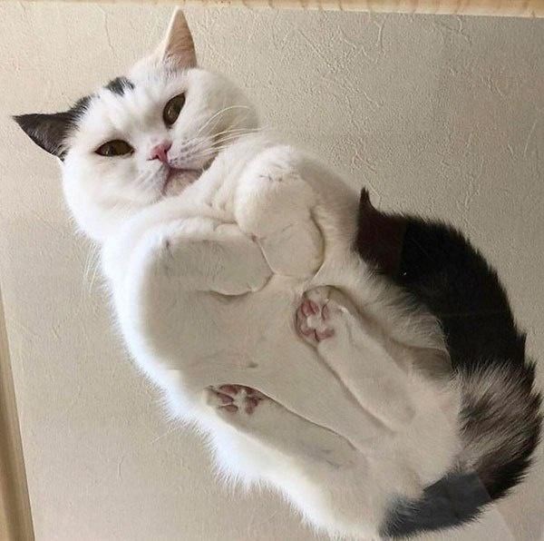 White and grey cat in loaf form on a glass table