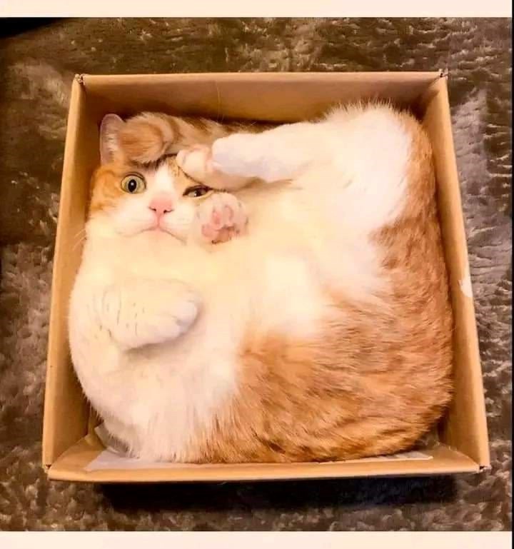 Cat squished in a box
