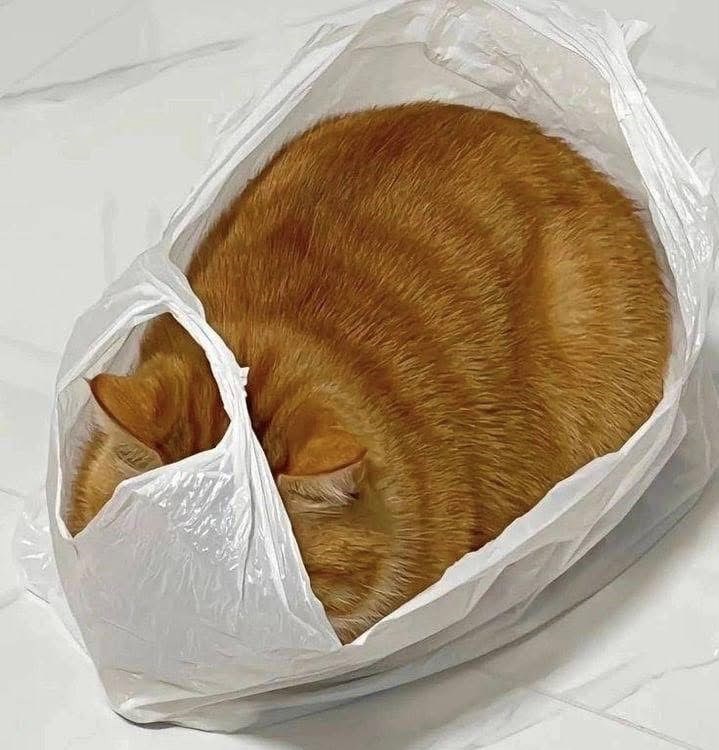 Loaf looking cat sits inside a bag