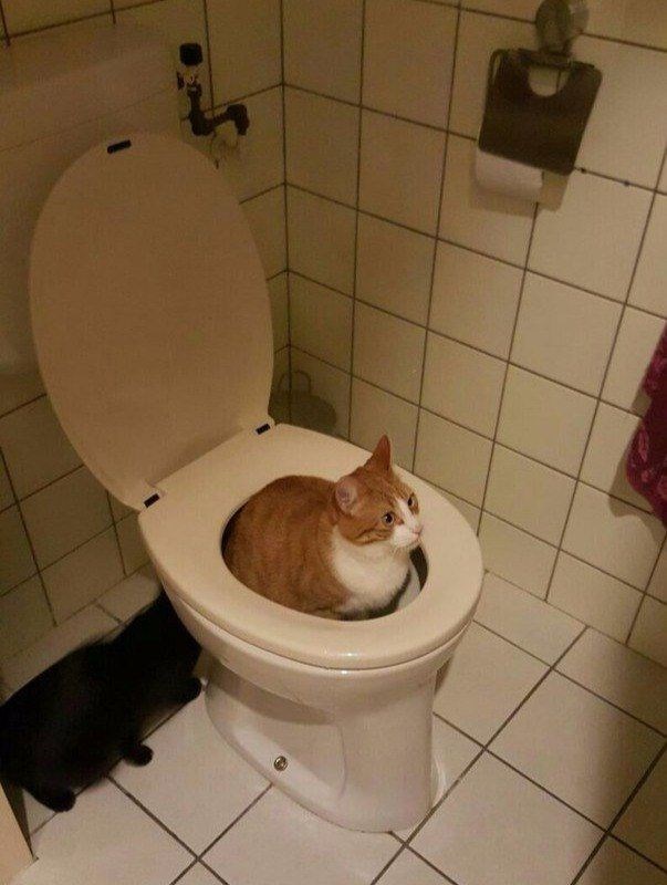 Orange cat sits on the toilet
